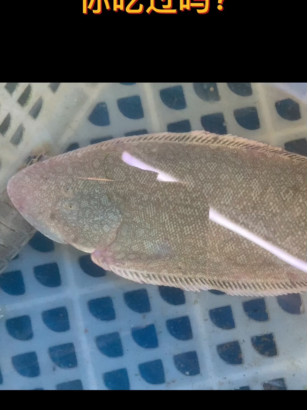 扁扁的龙利鱼,你认识吗?