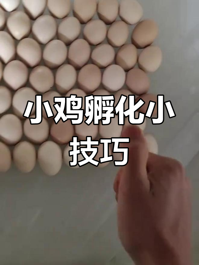 早晚喷水晾蛋,助力小鸡顺利孵化