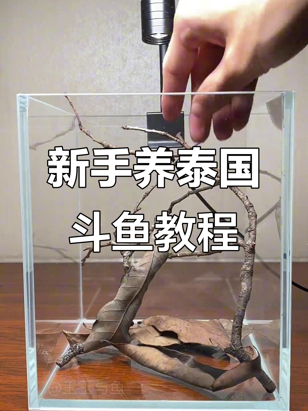 泰国斗鱼开缸全攻略,新手必看!