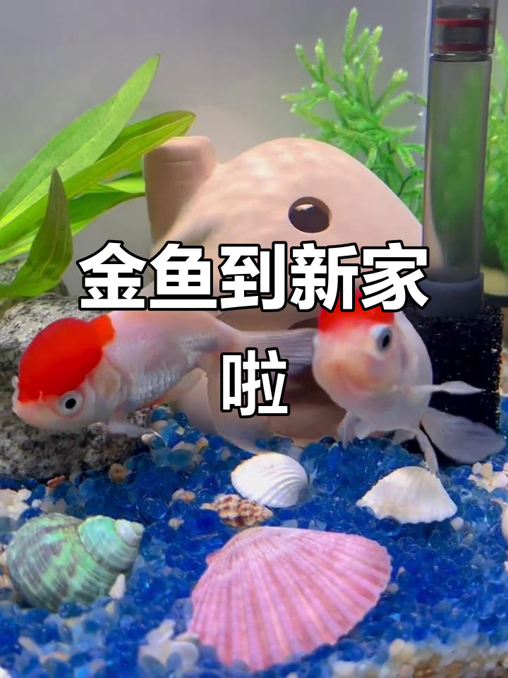 新鱼到家，鸿运当头！金鱼入缸全过程大揭秘