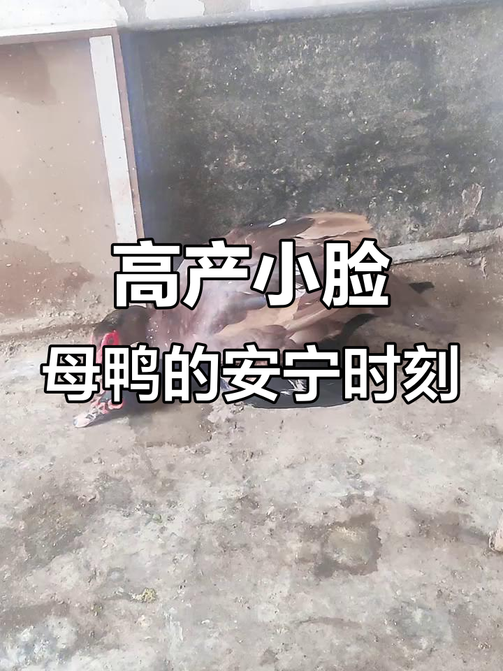 远离喧嚣,享受宁静时光与治愈心灵的纯黑番鸭