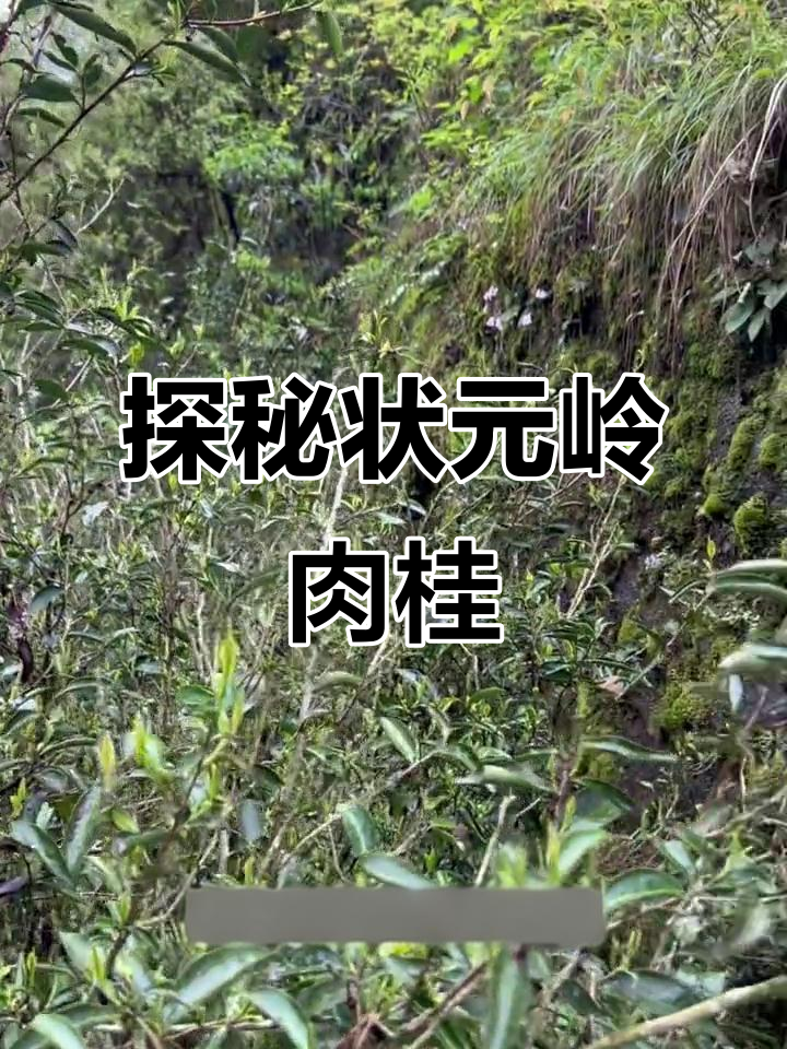 状元岭肉桂茶花芽初长,生态与品质并重