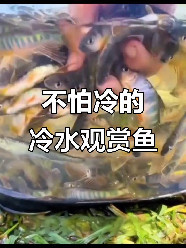 9种耐养的冷水鱼,冬季无需加温也能健康生活