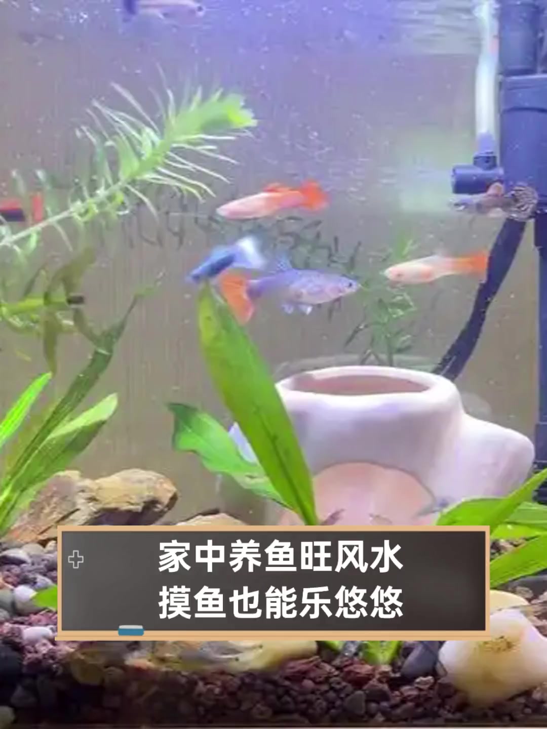 家中养鱼旺风水,摸鱼也能乐悠悠