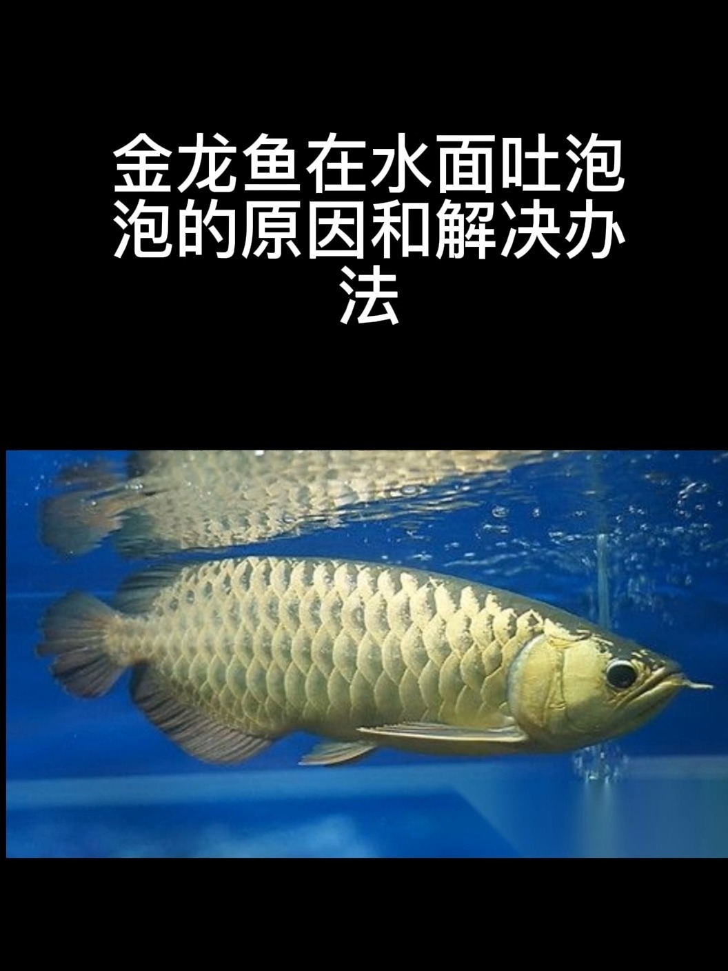 金龙鱼在水面吐泡泡的原因和解决方法