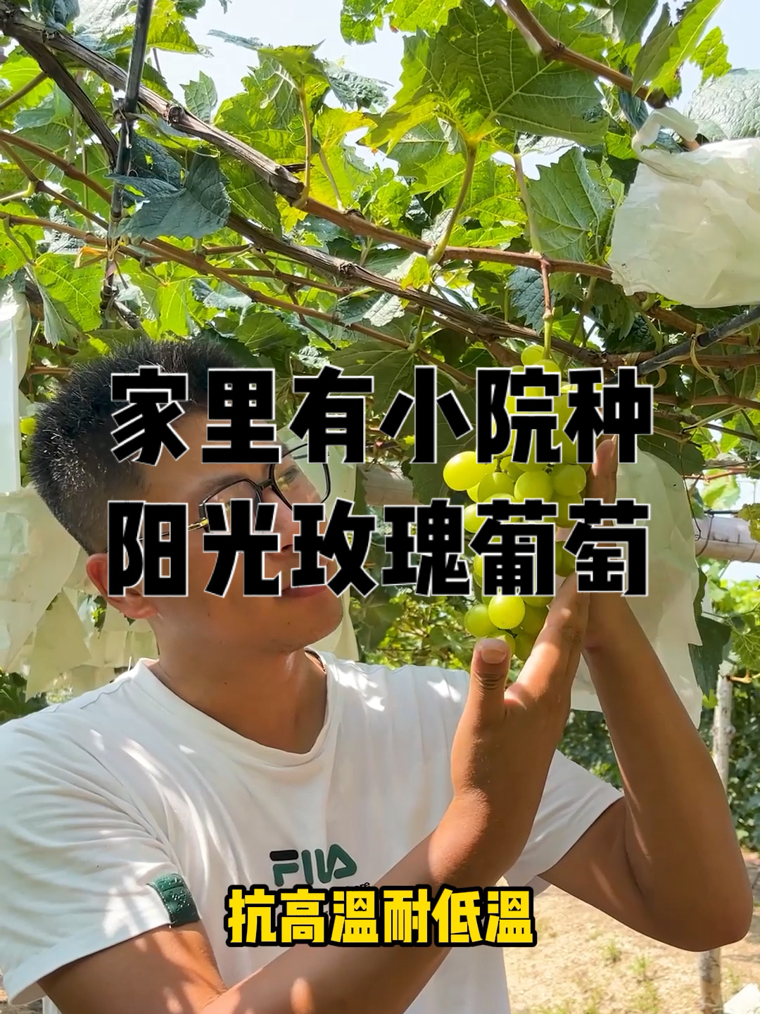 如果你有院子一定要种一棵阳光玫瑰葡萄树