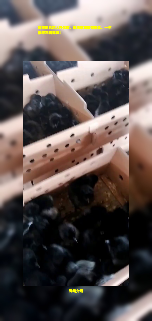 鸡苗良凤花大种供应,成活率高屠宰率优,一年散养利润揭秘!