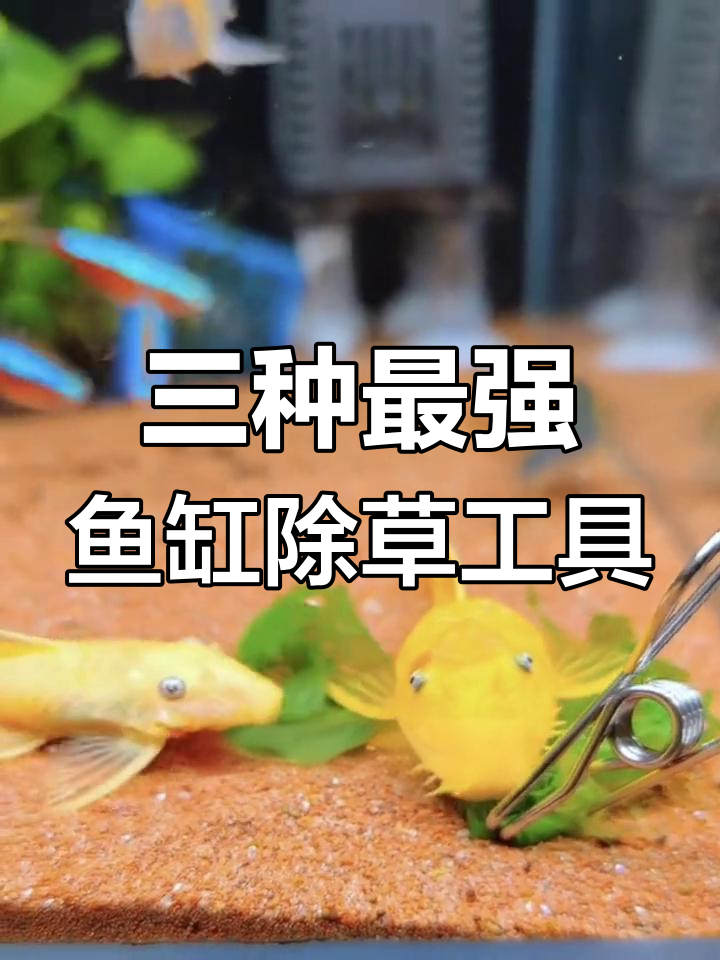 鱼缸除藻三大神器,金苔鼠、彩虹沙和黄金大胡子