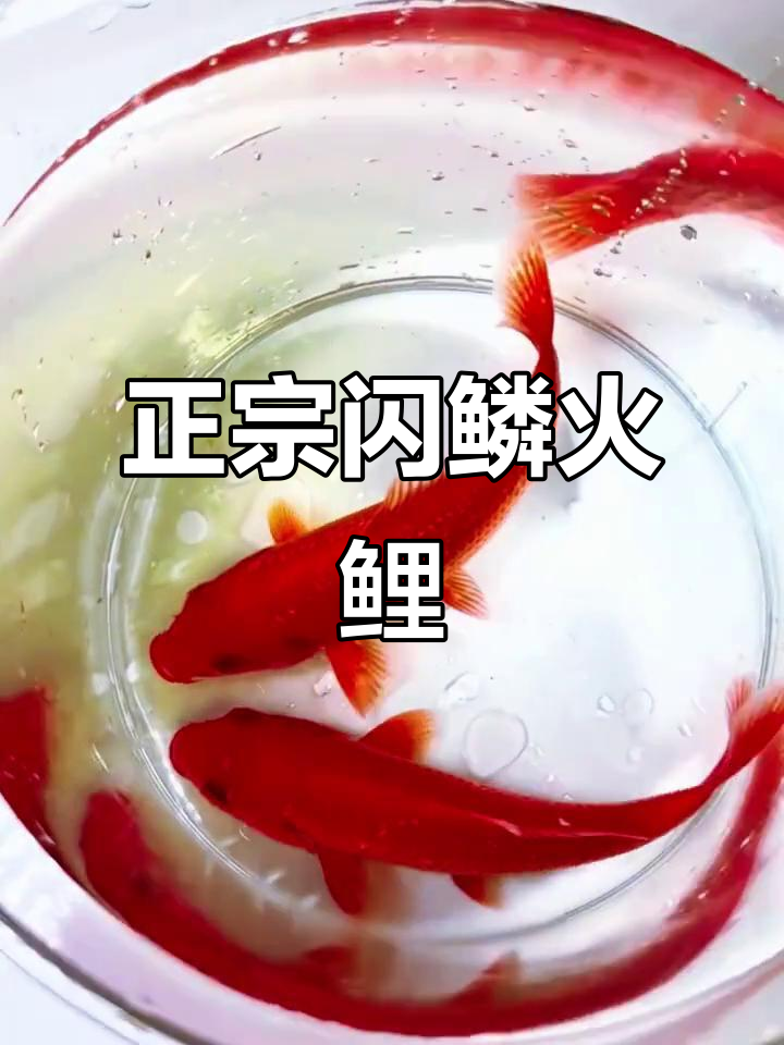 闪鳞火鲤:颜值高又好养,年画里的灵动鲤鱼
