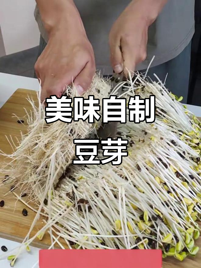 自制豆芽,根茎鲜美独特,与普通豆芽大不相同!