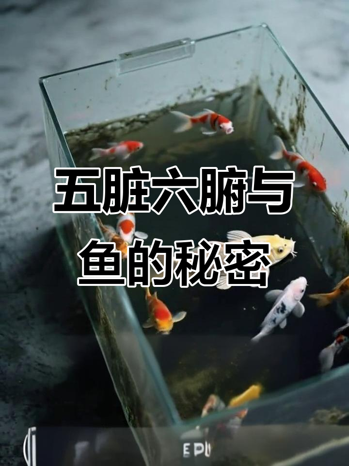 11条鱼的故事：从五脏六腑到中医与西医的对话
