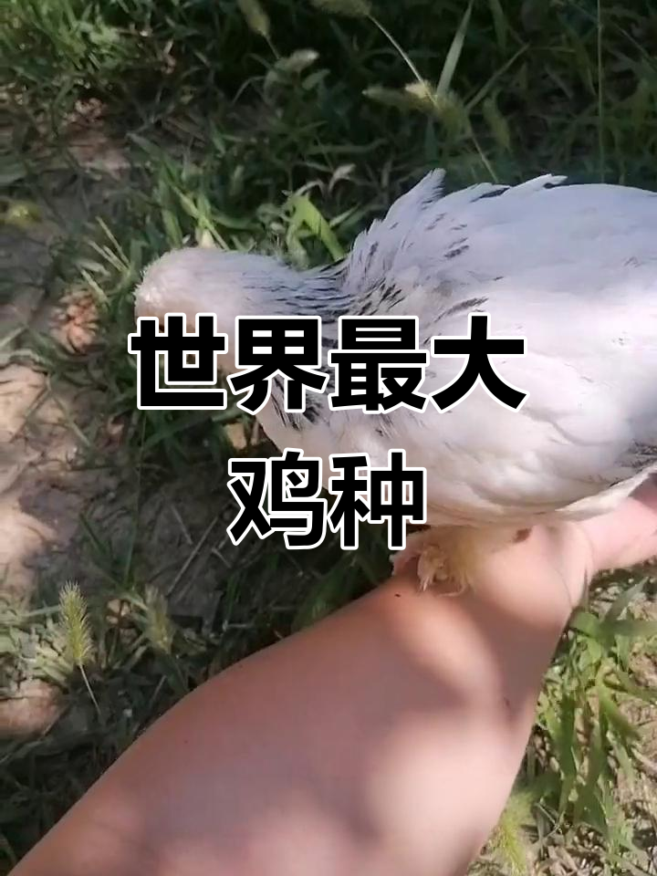 婆罗门鸡:世界上最大的家禽品种