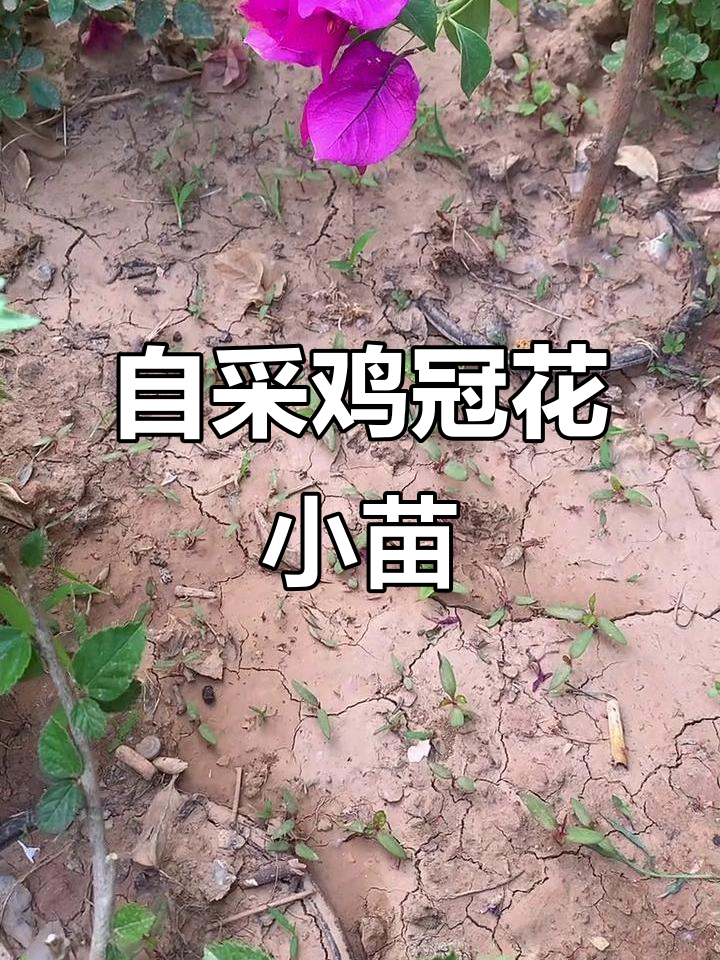 鸡冠花小苗自取,免费送给你!