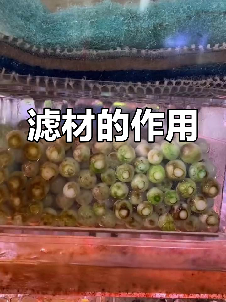鱼缸滤材种类与作用解析