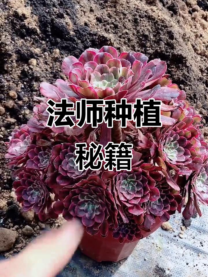 推荐法师种植土配方,70%沙土与30%营养土混合