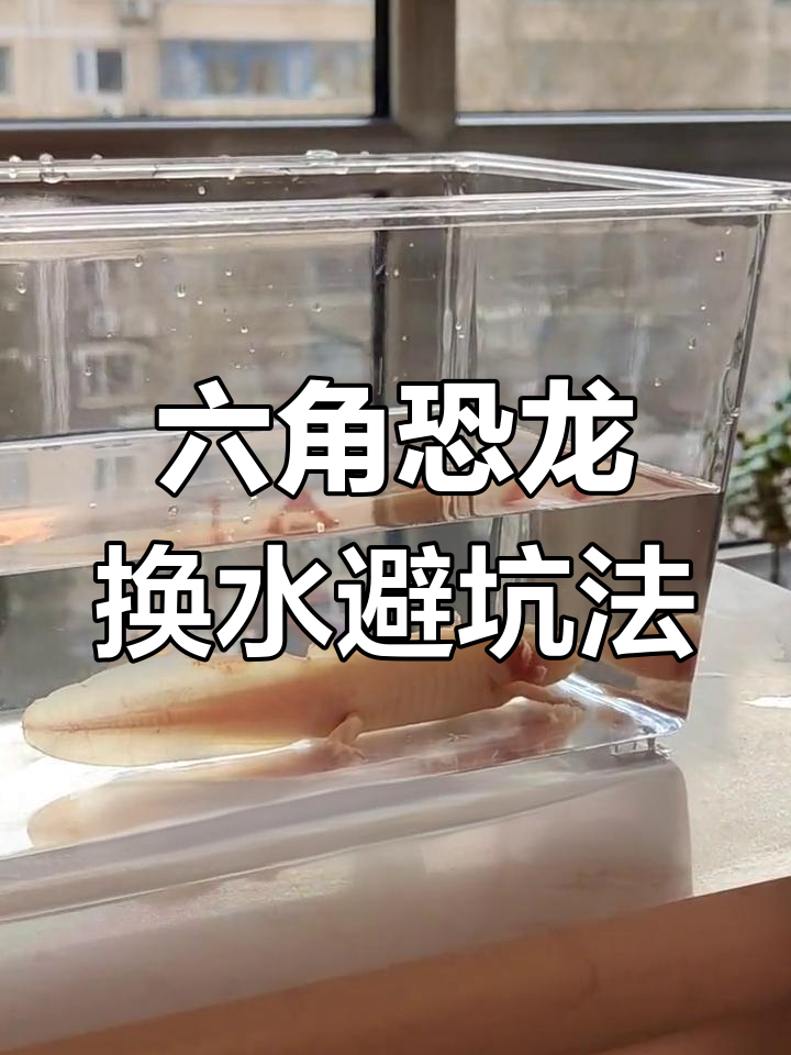 给六角恐龙换水技巧,避免误区让鱼活得更久