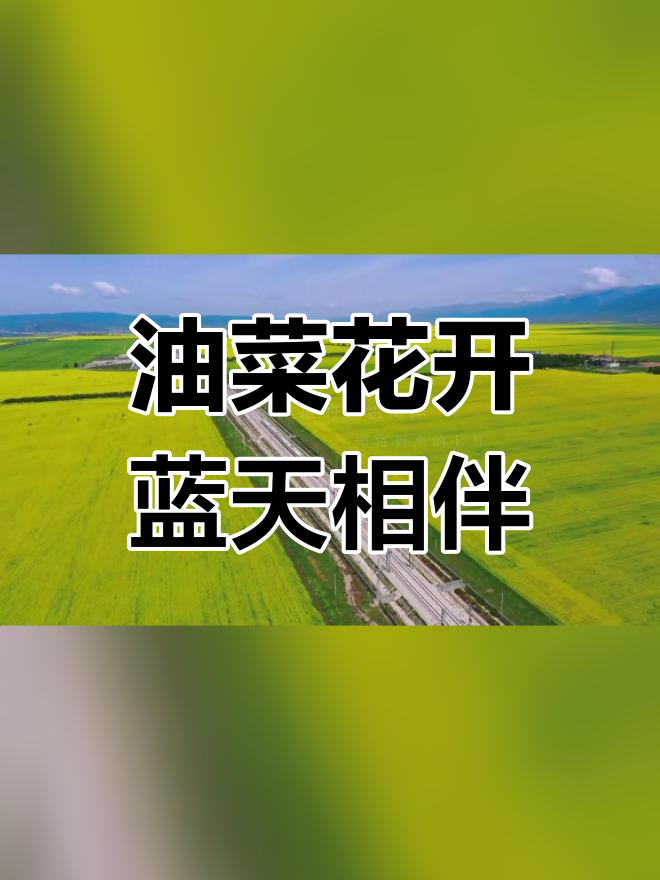 蓝天白云下的油菜花海,七月的美好时光