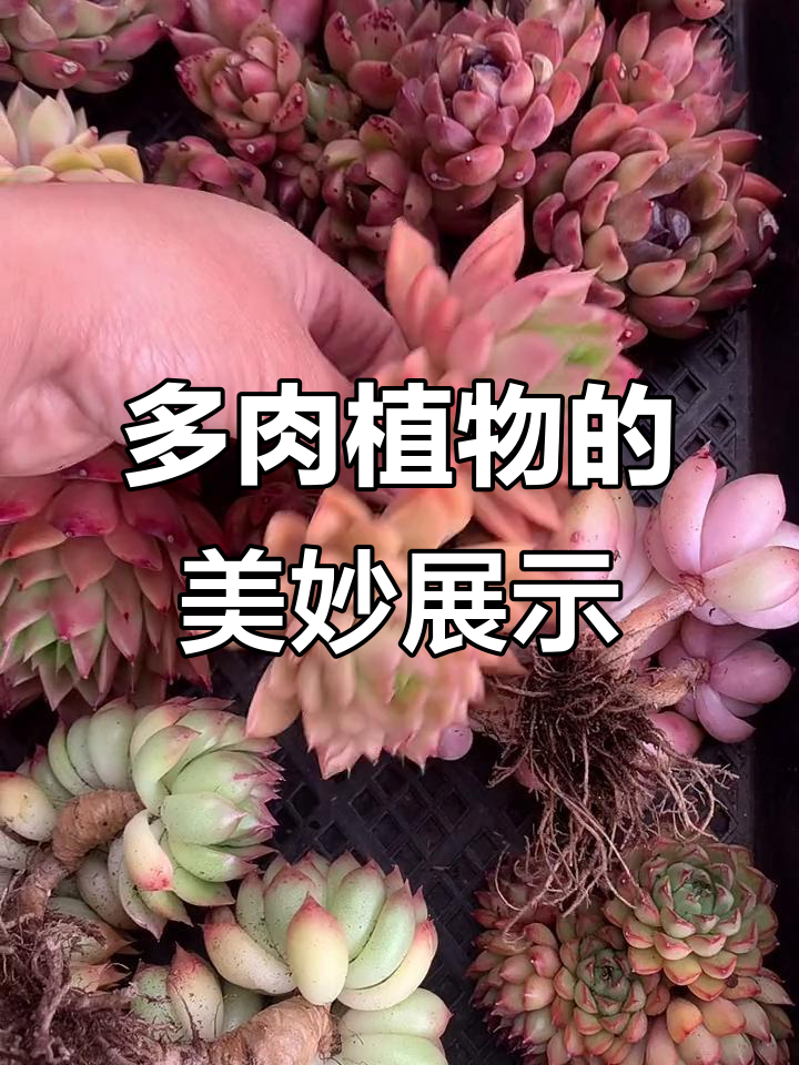 冰河世纪老庄与橙梦露多肉的美丽碰撞,果冻色和黑水晶让人惊艳