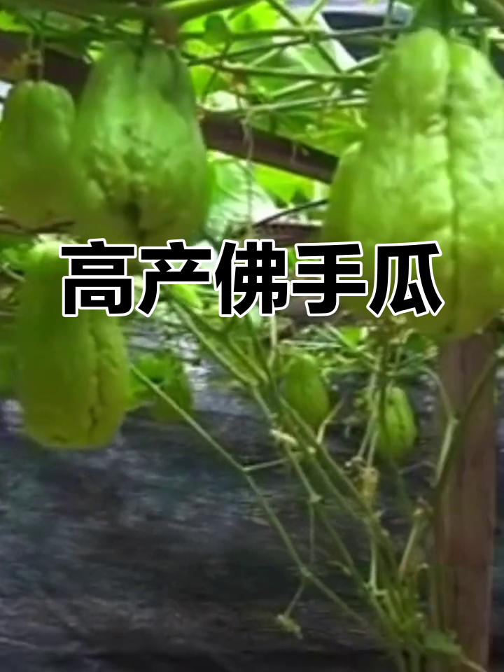 佛手瓜种植轻松,产量高口感佳