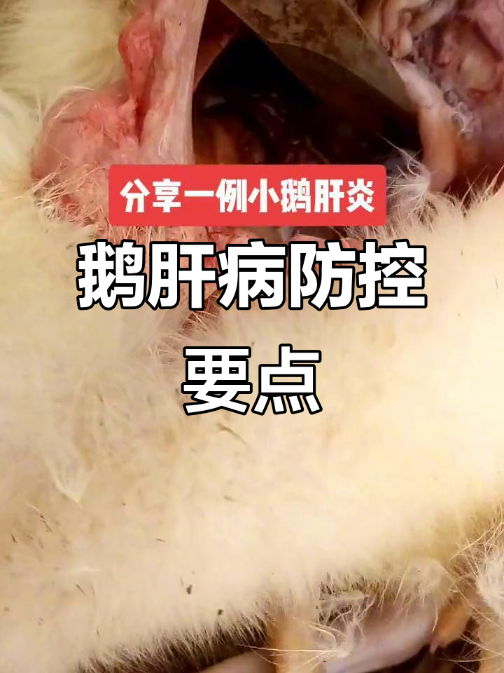 鹅肝炎防治技巧，养鸡人必看