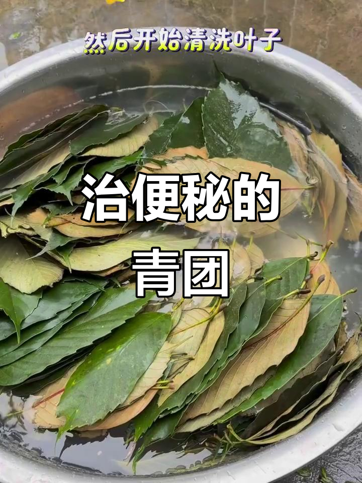 湖南传统蒿子粑粑，便秘克星！手工制作超有弹性