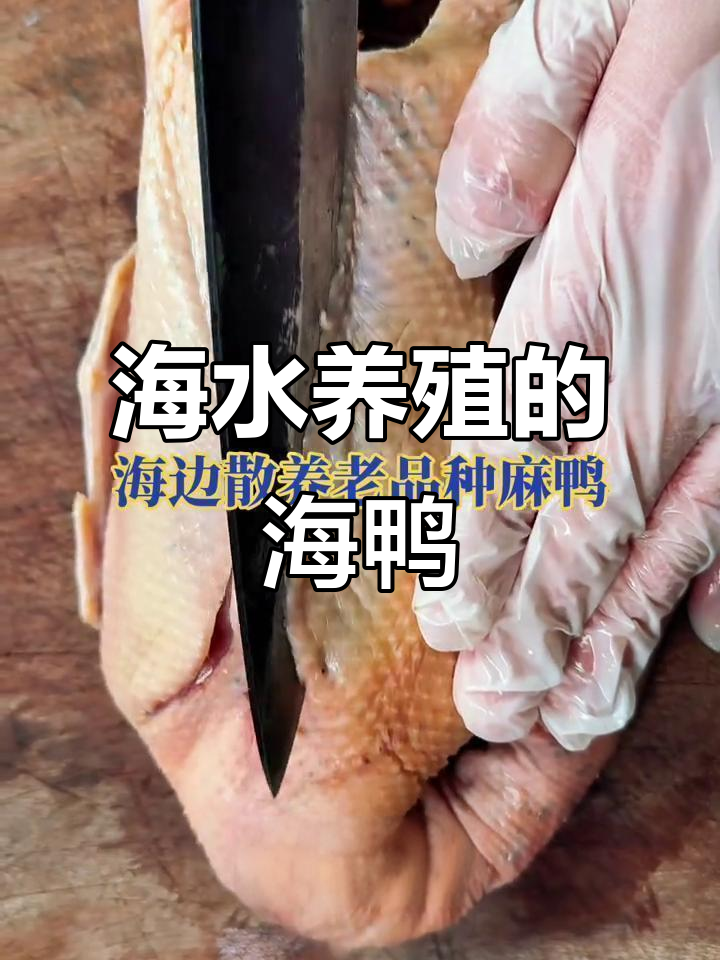海鸭与淡水鸭的味道区别，散养海鸭更鲜美