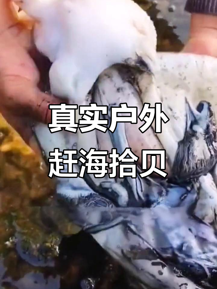 赶海抓海鲜,墨鱼喷出的黑水竟然能吃!