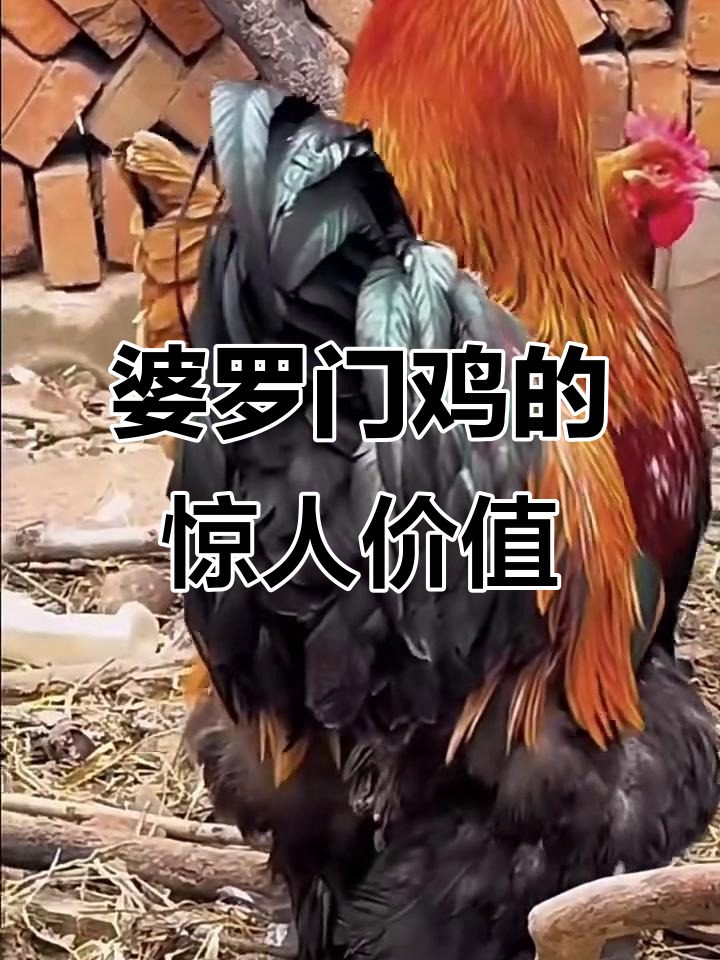 婆罗门鸡:温顺巨型宠物,身价堪比豪车