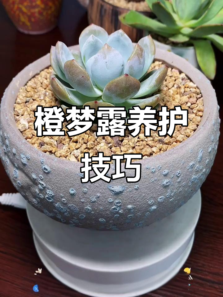 如何正确养护橙梦露多肉植物,避免积水与高温伤害