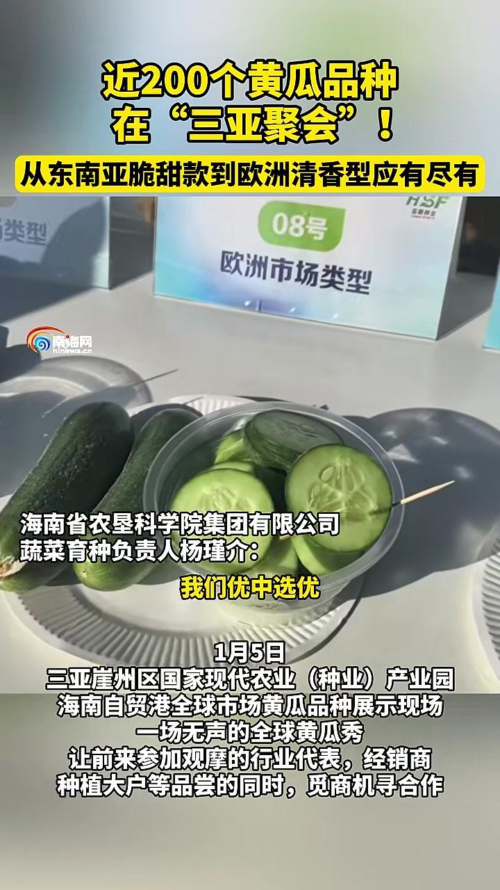 近200个黄瓜品种在“三亚聚会”!从东南亚脆甜款到欧洲清香型应有尽有