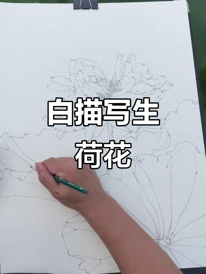荷花白描写生,工笔画底稿展示