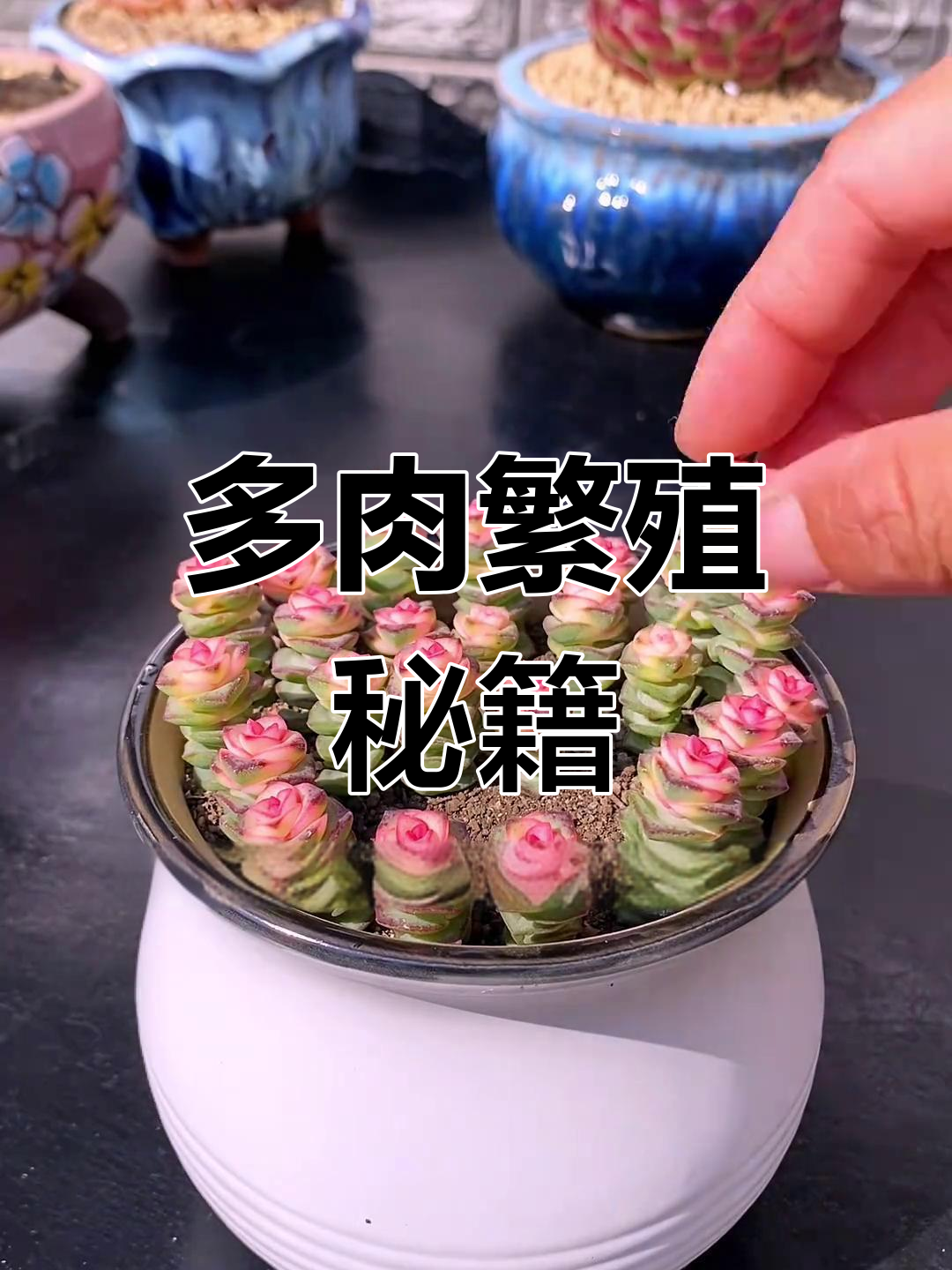 秋季多肉繁殖季,钱串扦插轻松上手!