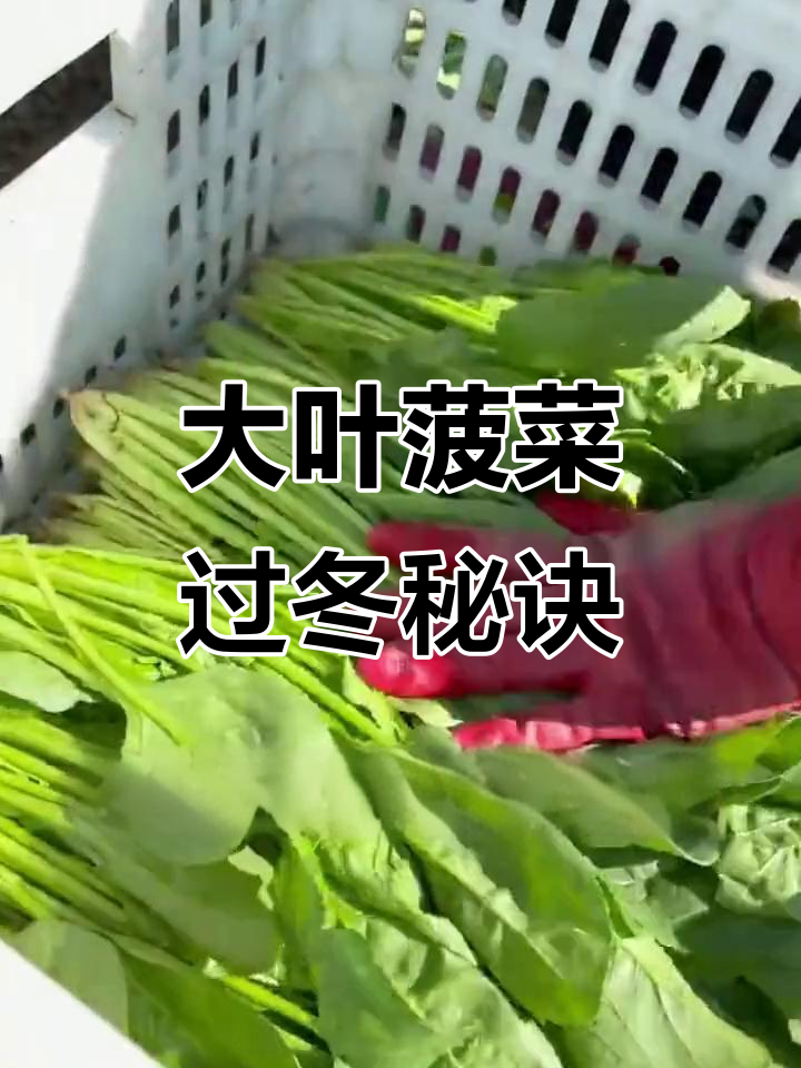 秋冬种大叶菠菜,春季依旧新鲜可口!