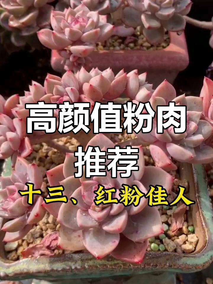 粉色系多肉植物,萌化少女心