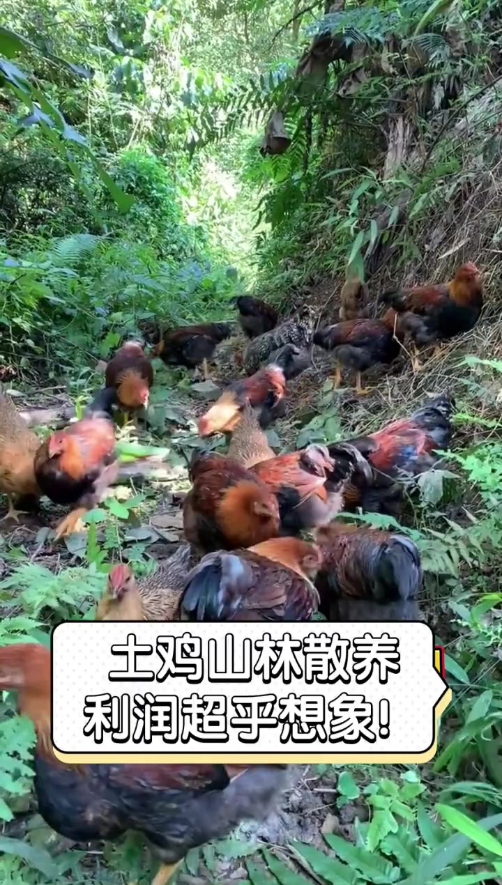 土鸡山林散养,利润超乎想象!