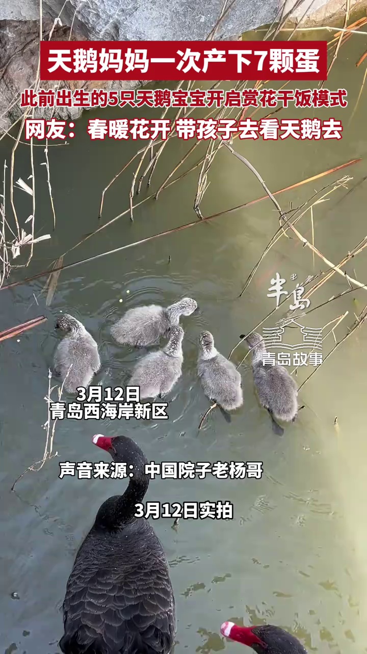 天鹅妈妈一次产下7颗蛋！此前出生的5只天鹅宝宝开启赏花干饭模式