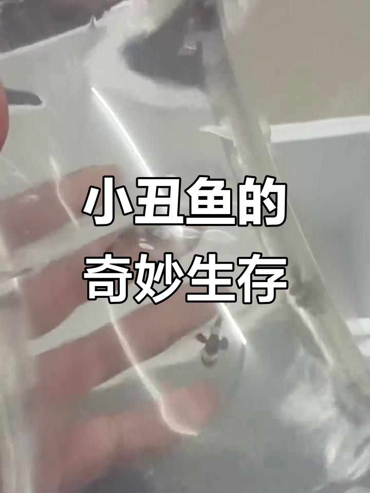 奥黑小丑鱼在暖宝宝箱子里,竟然能活得这么好!