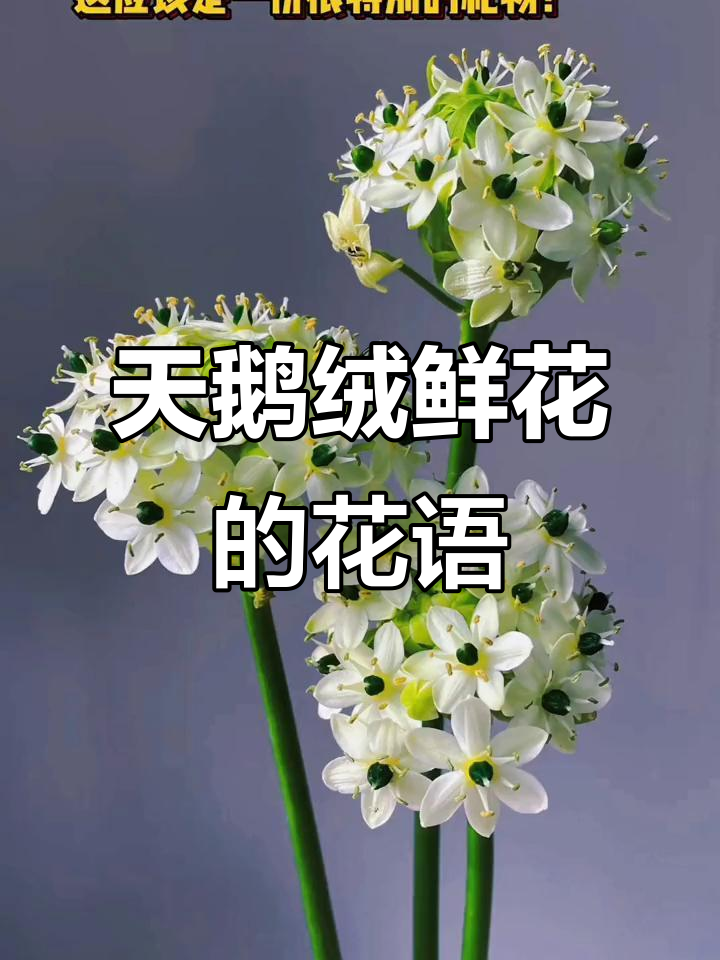天鹅绒鲜花:永恒之爱的美丽象征