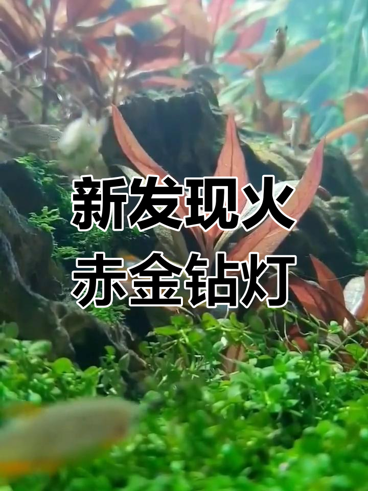 火翅金钻灯鱼:新物种与独特生态环境的完美结合