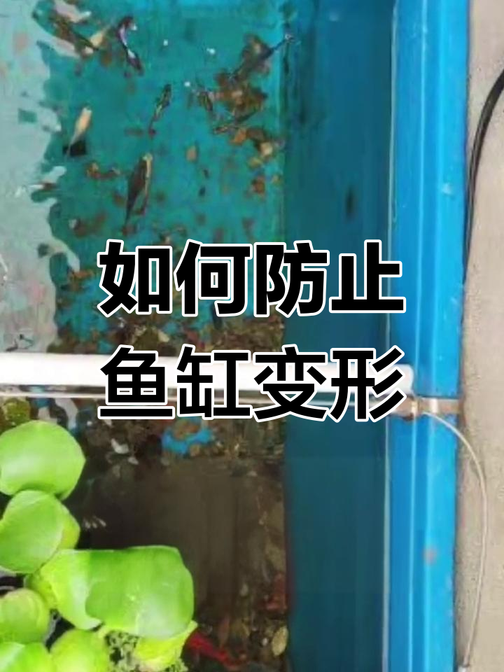 鱼缸拉筋的作用与使用技巧