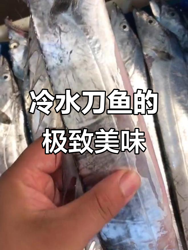 渤海刀鱼,冷水孕育,新鲜口感无可匹敌!