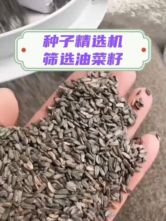 农乐乐大型种子精选机筛选油菜籽,看看最后的筛选效果怎么样?