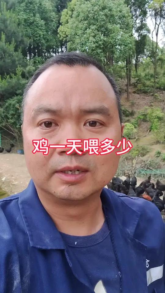 产蛋母鸡一天吃二两料,一天喂两次