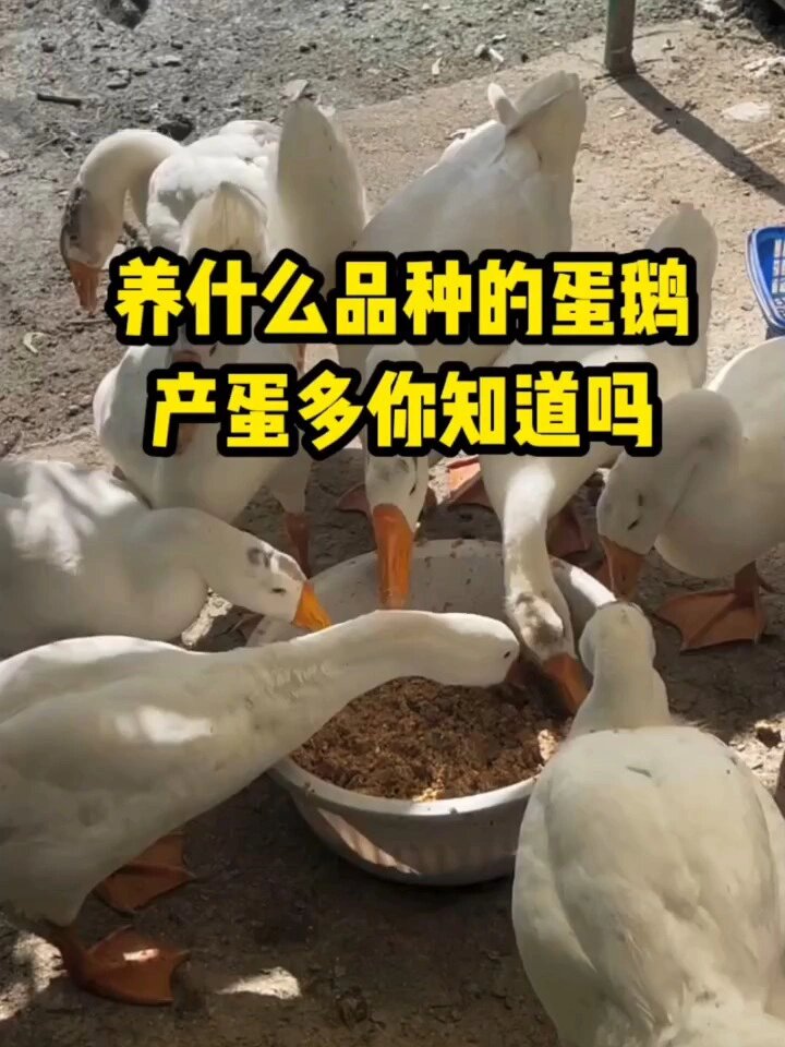 什么品种的蛋鹅,产蛋多你知道吗