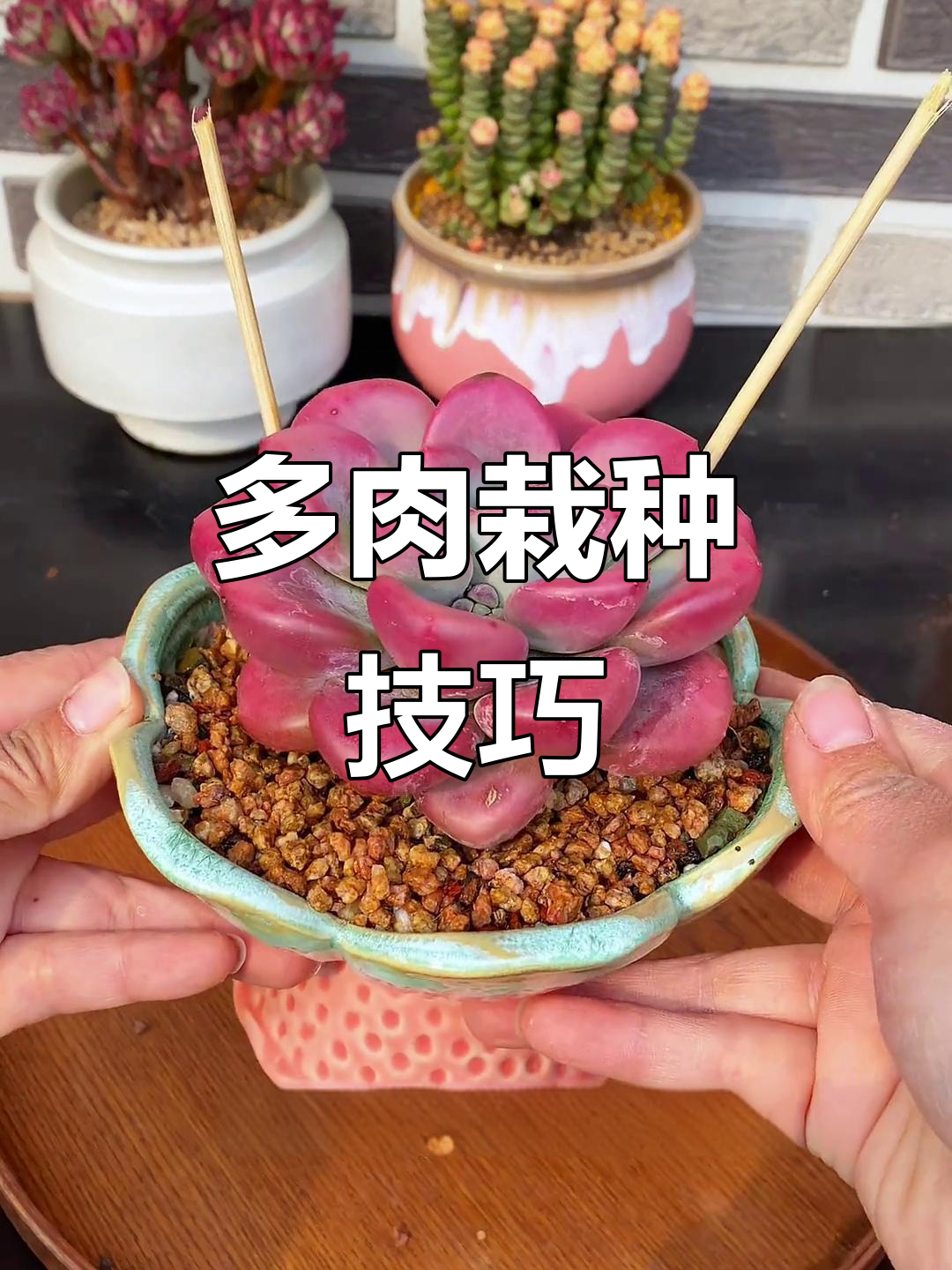 如何正确种植多肉植物，避免烂根和叶片腐烂