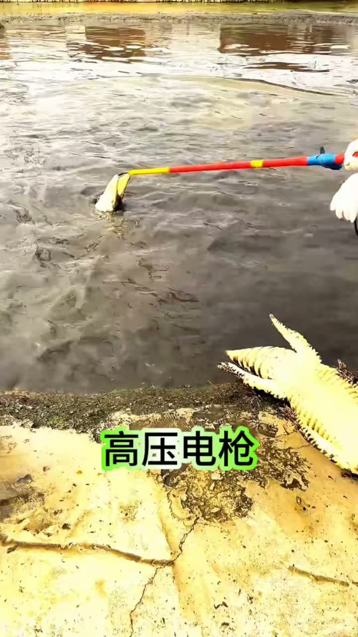 降服鳄鱼的法宝来了,简直不堪一击