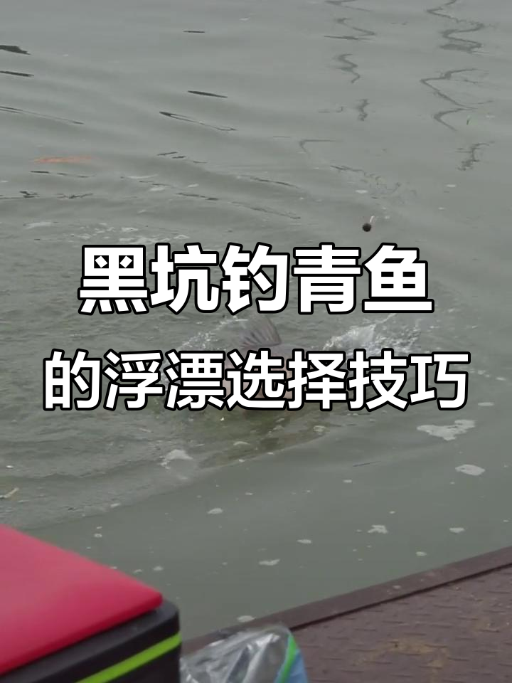 珠珠钓青鱼时如何选对浮漂?掌握黑坑习性轻松钓鱼