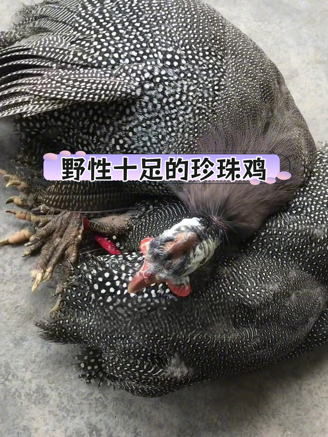 珍珠鸡:原是鸟,飞得高