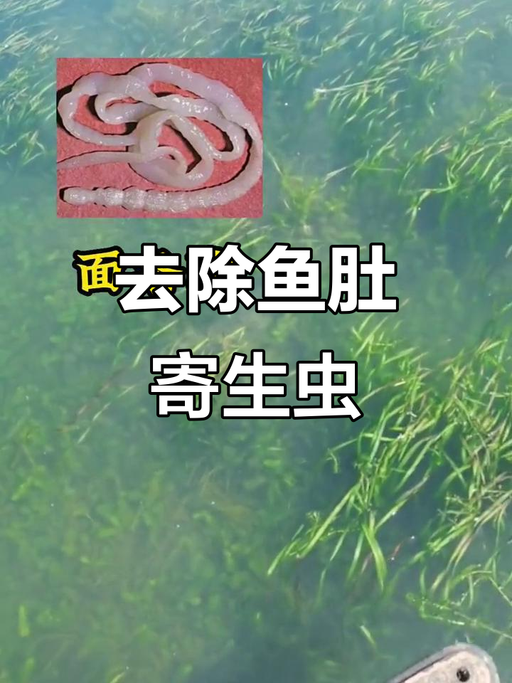如何轻松去除鱼肚子里的面条虫