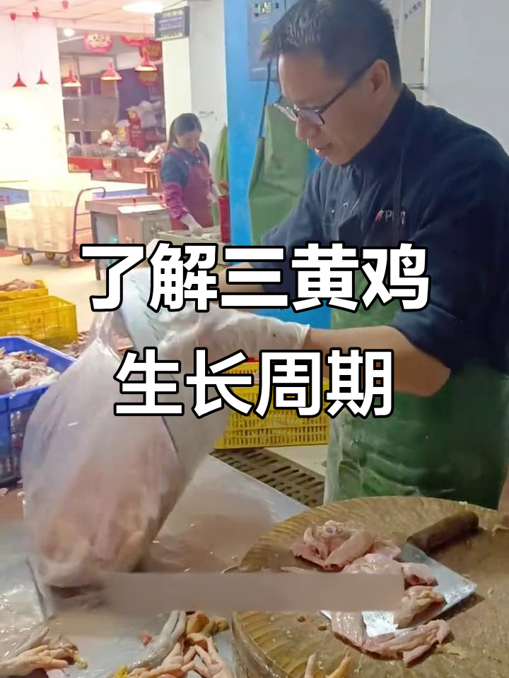 三黄鸡成长全揭秘:从雏鸟到出栏只需150天
